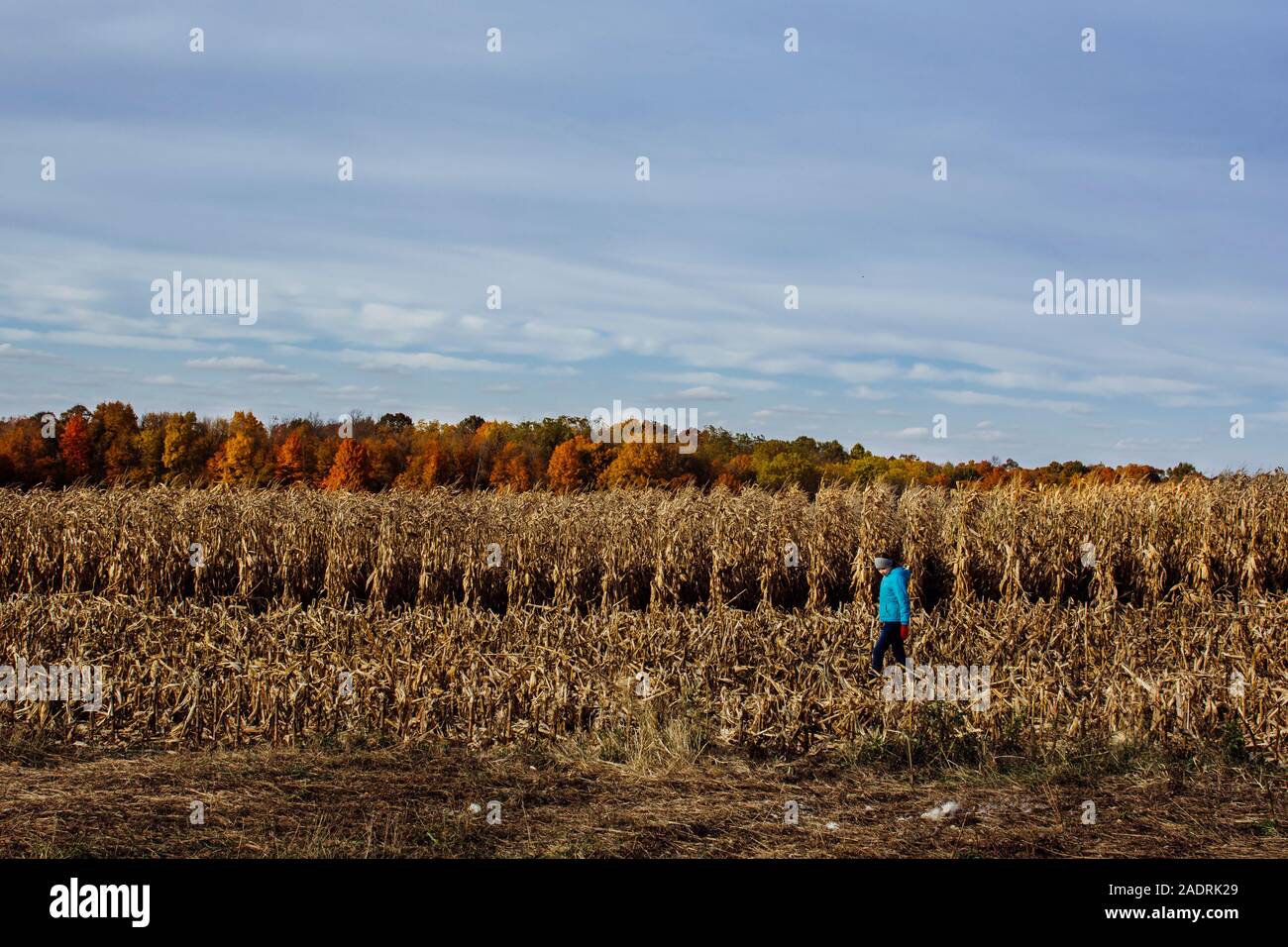 Ragazza camminare attraverso un campo di grano in autunno Foto Stock