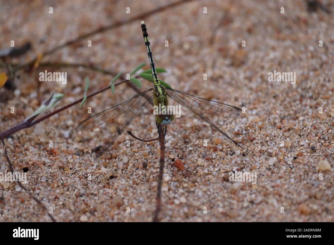 Dragonfly attesa su rami secchi e spazio copia .Dragonfly nella natura. Dragonfly nella natura habitat. Natura bella scena con dragonfly outdoor Foto Stock