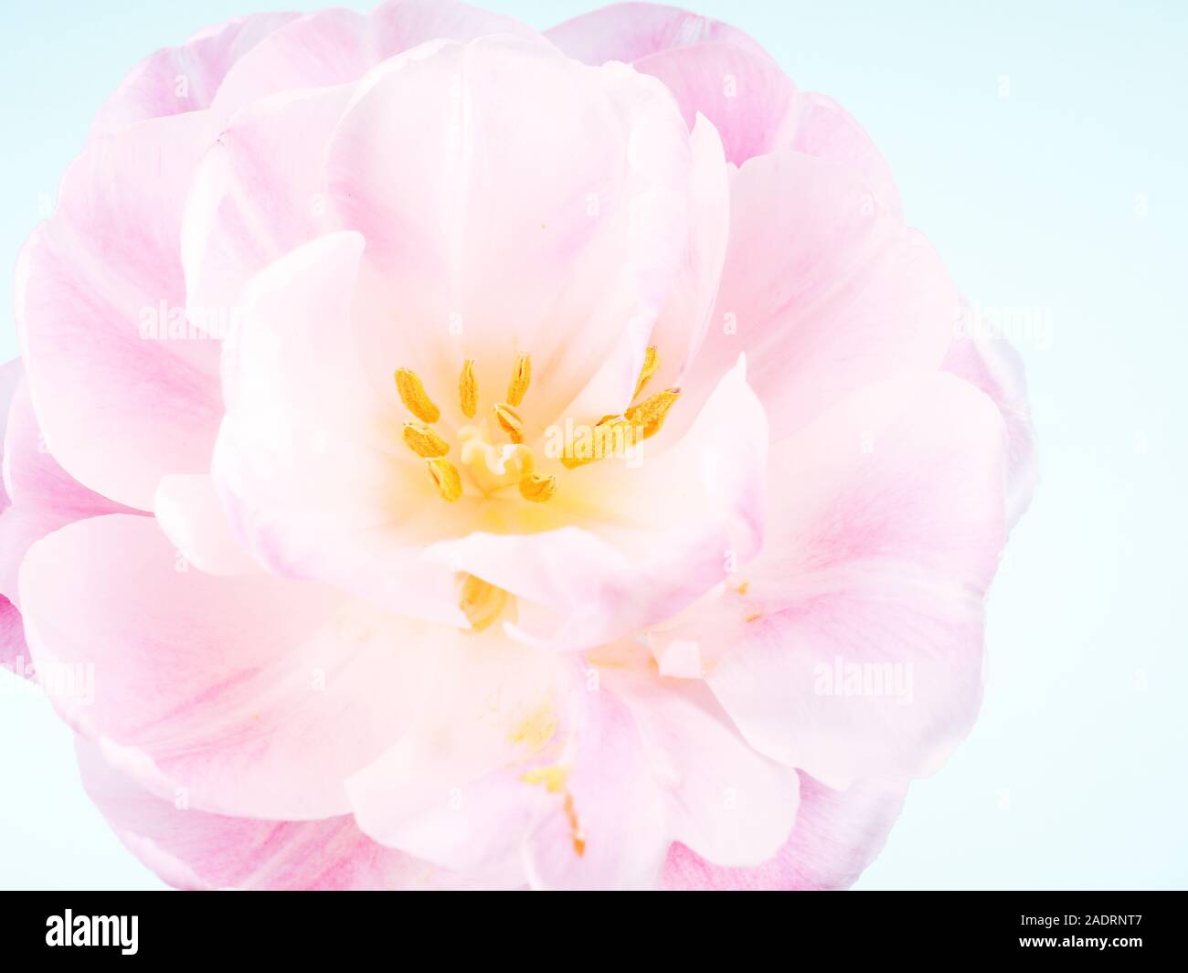 solo tulipano rosa su sfondo blu con spazio di copia per scheda Foto Stock