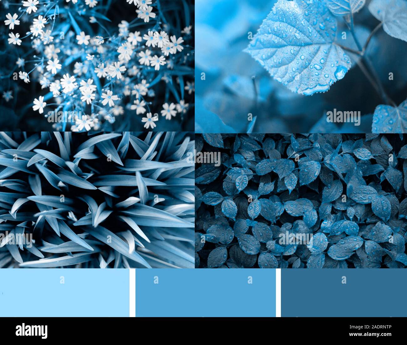 Trendy blu 2020 tavolozza di colori e collage di 4 immagini botaniche, accesso gratuito a campione di colore. Foto Stock