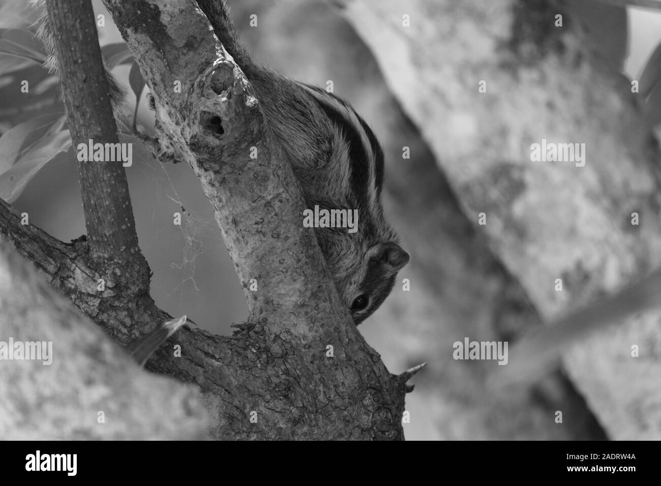 Tre strisce scoiattolo indiano monocromatico Foto Stock