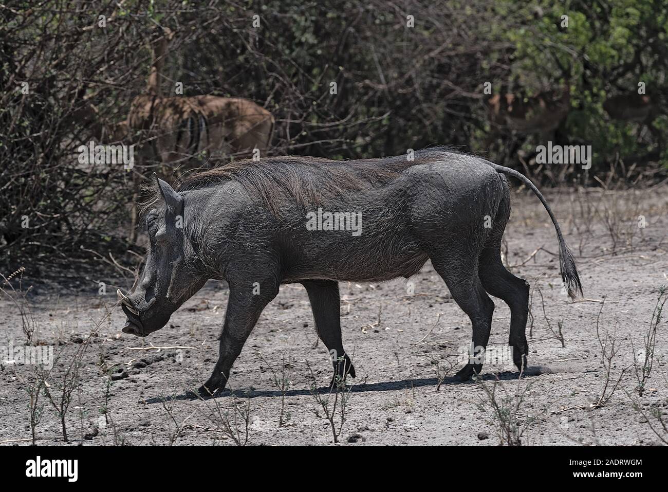 Un comune Warthog Phacochoerus africanus corre da soli attraverso boccole di spessore Foto Stock