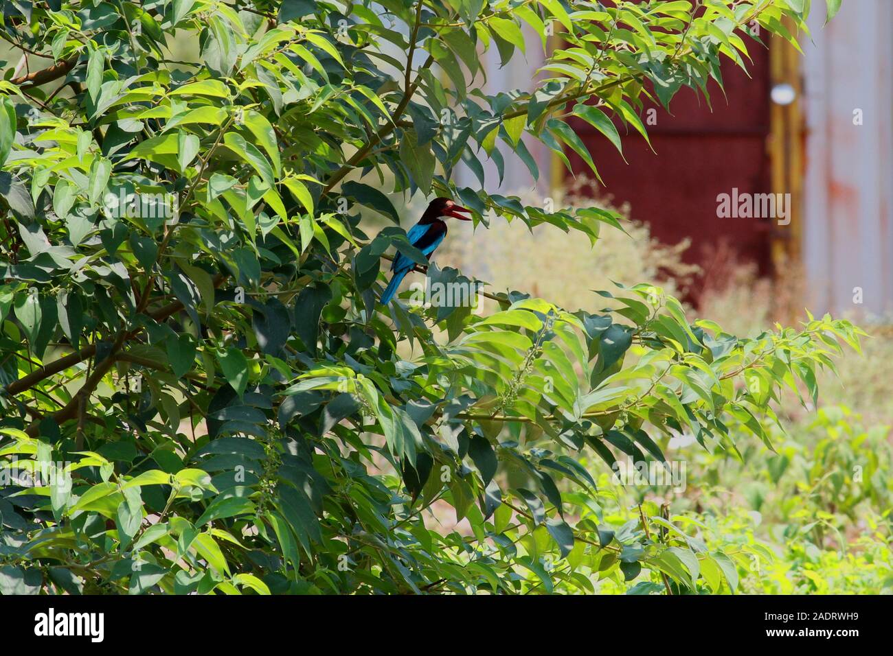 Bianco-throated kingfisher è un albero kingfisher, seduti in un ramo di un albero Foto Stock