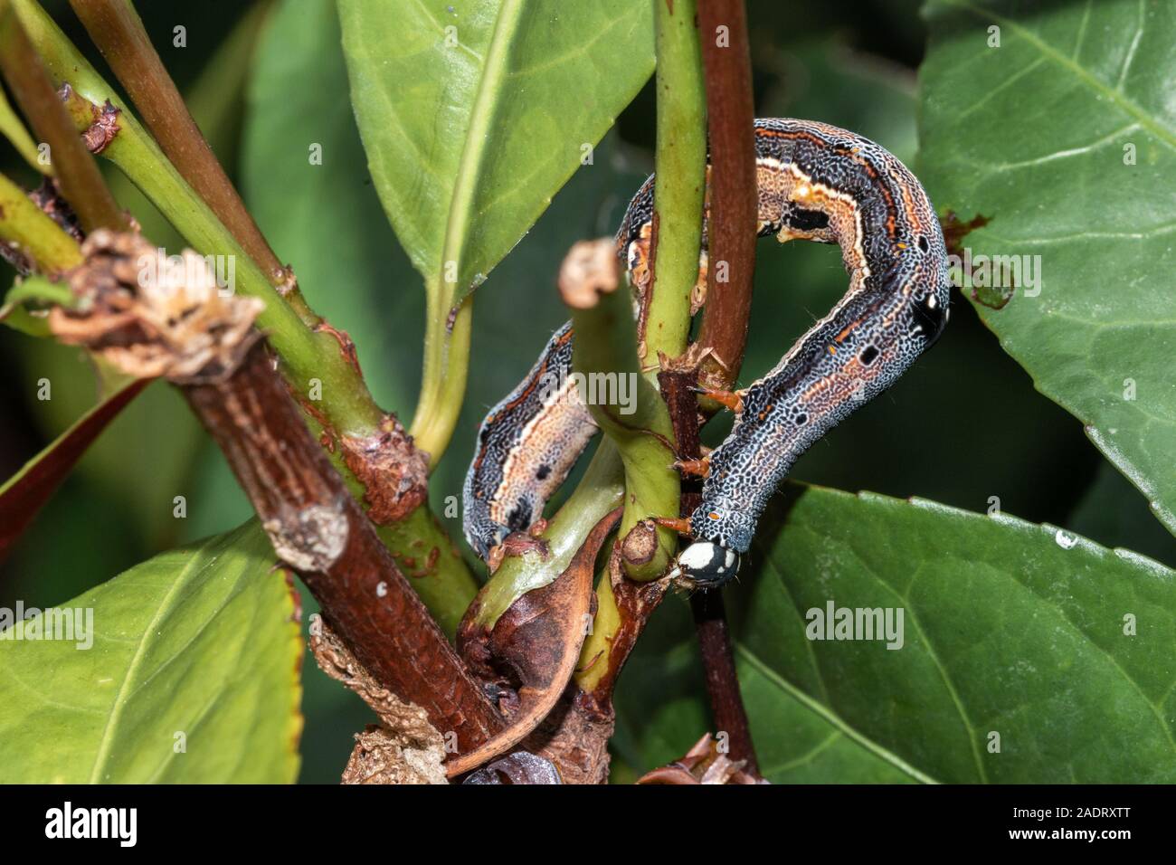 Caterpillar munching su foglie verdi, strisciando lungo i rami e ramoscelli Foto Stock