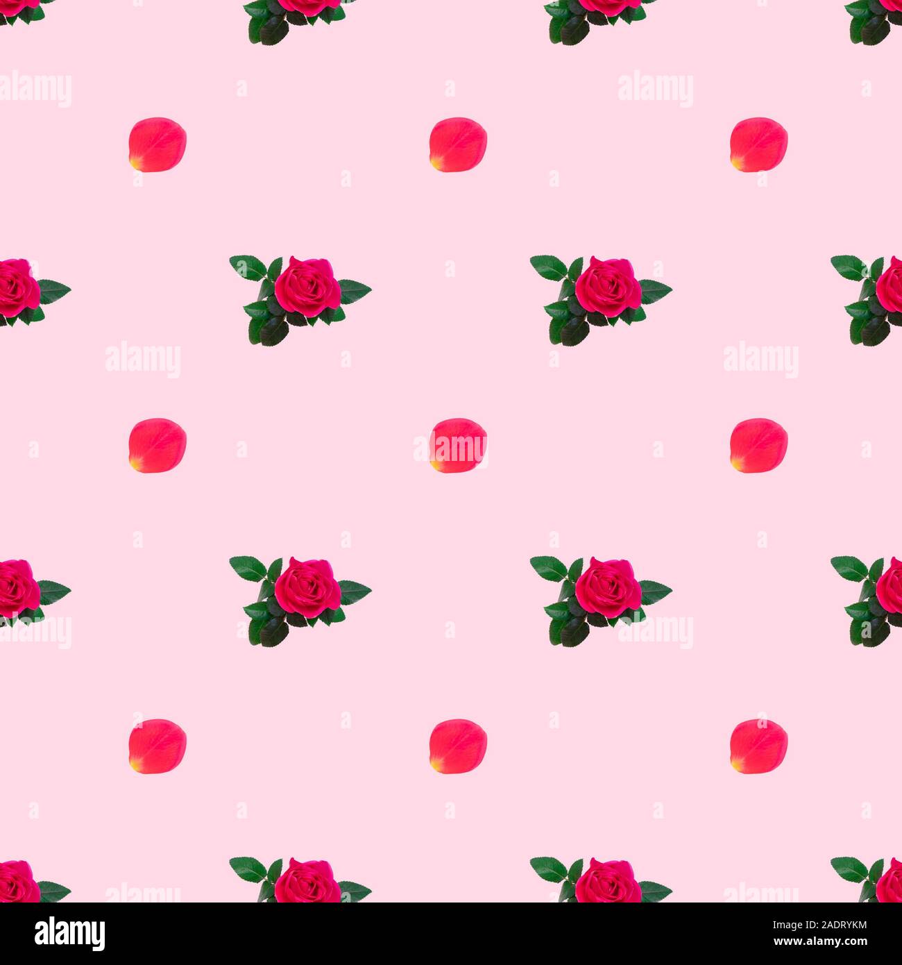 Sfondo senza giunture di rose rosa rosa e petali di rosa Foto Stock