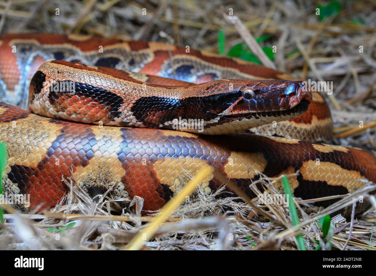 Close up di Sumatra sangue rosso / Python Python curtus brongersmai Foto Stock