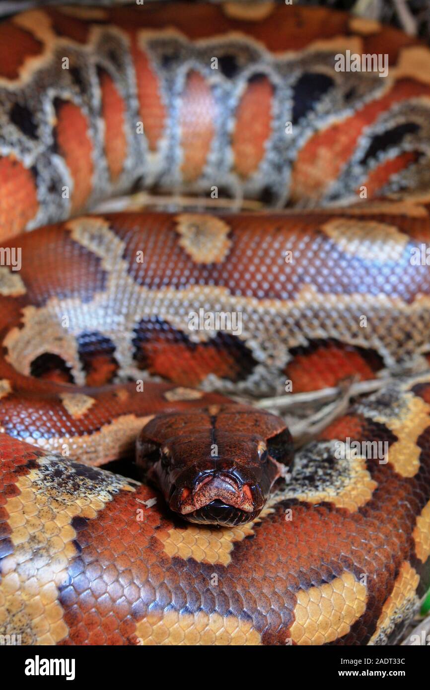 Close up di Sumatra sangue rosso / Python Python curtus brongersmai Foto Stock