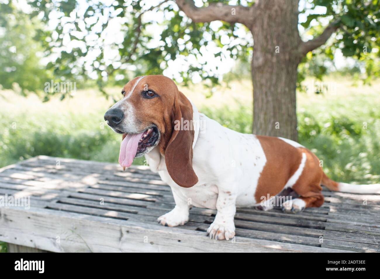 Basset Hound dog siede su un banco in un parco locale all aperto Foto Stock