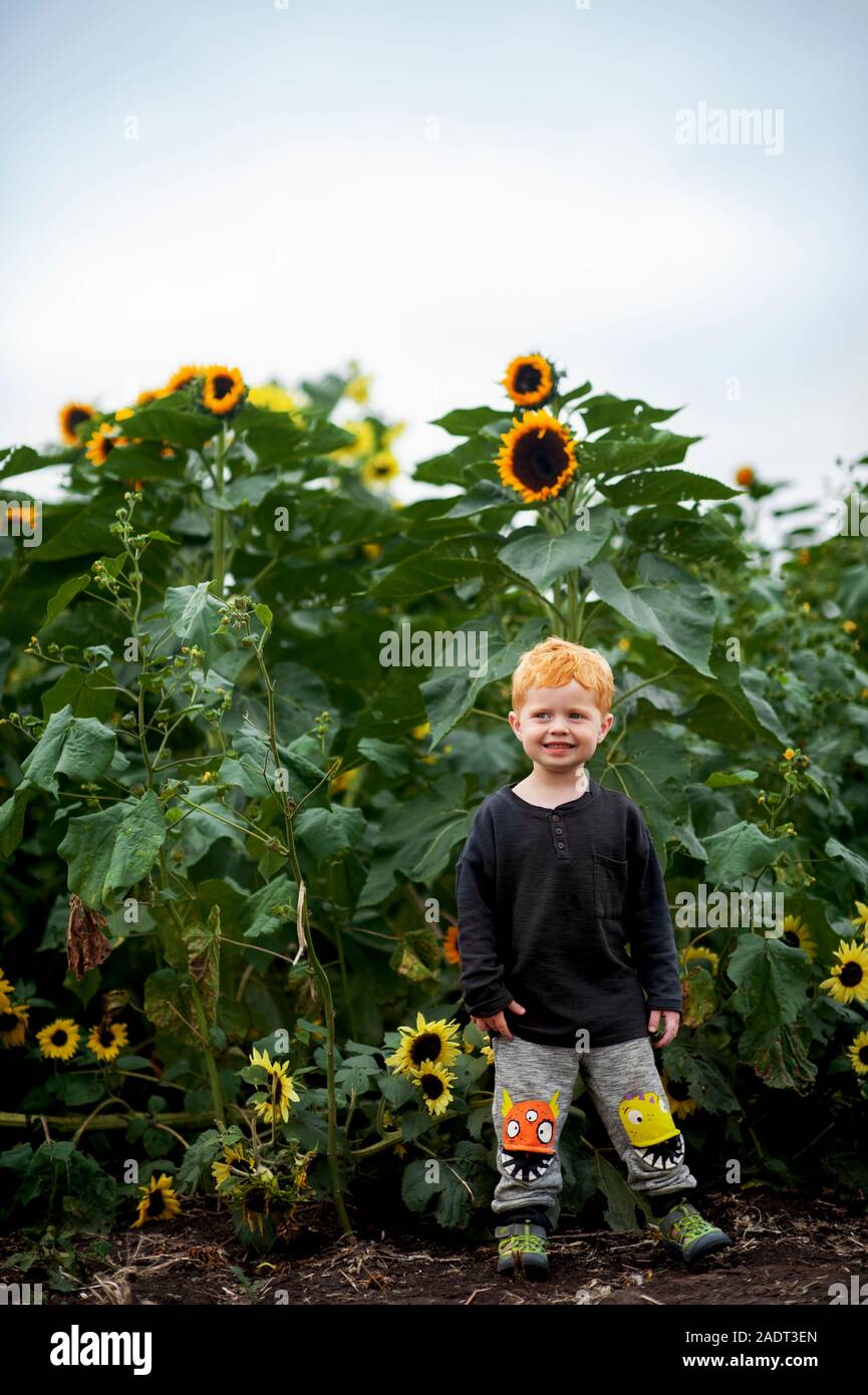 Il Toddler boy 2-3 anni sta in piedi di fronte ad un campo di semi di girasole al di fuori Foto Stock