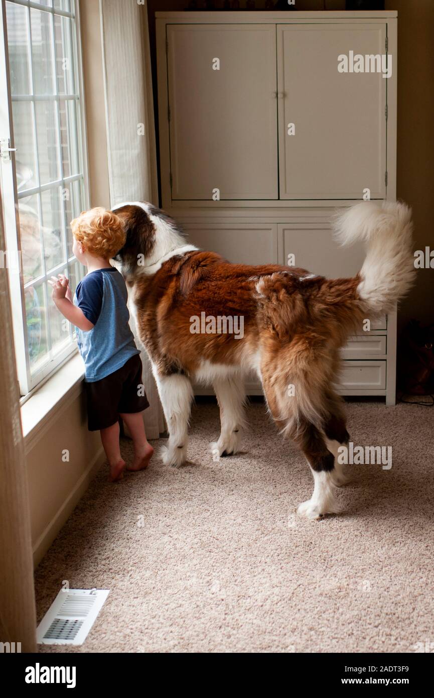 Il Toddler boy guardando fuori dalla finestra con il suo Gran San Bernardo cane Foto Stock