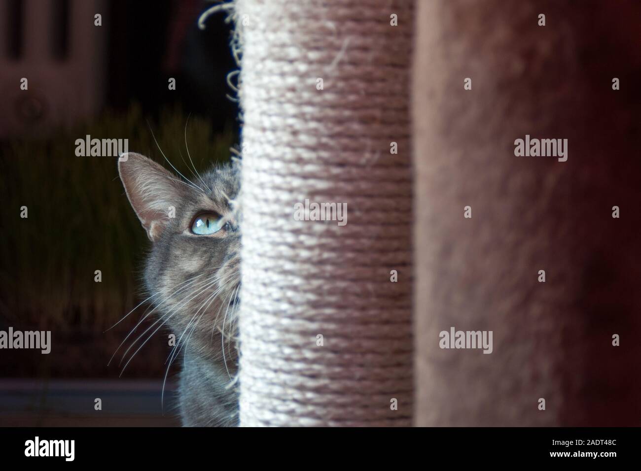 Bella timido cat nascondersi dietro la sua rigatura post. La luce luce su i suoi grandi occhi verdi e lunga wiskers Foto Stock