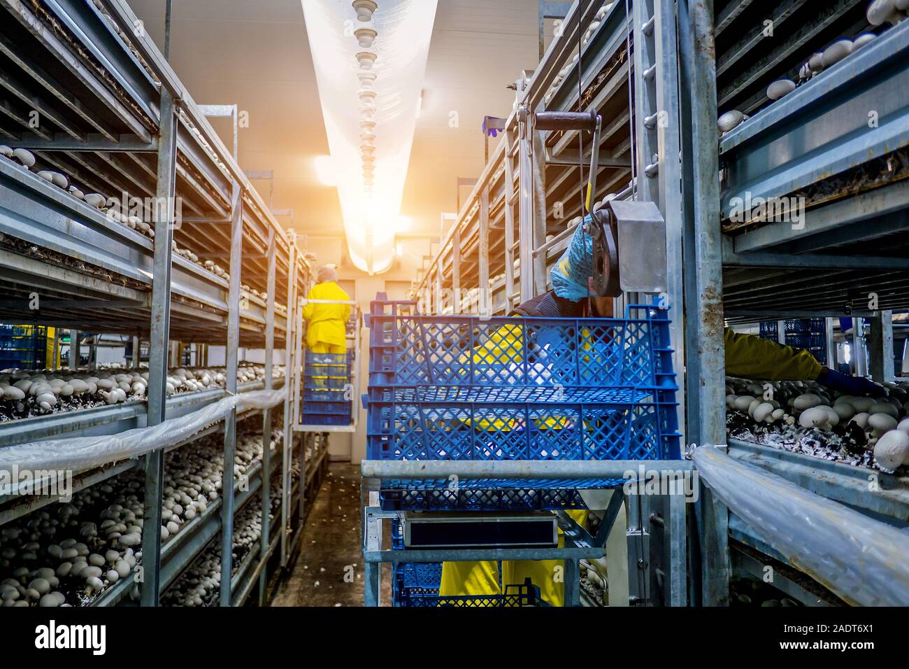 Moderne coltivazioni industriali di bianco di funghi in grandi volumi Foto Stock