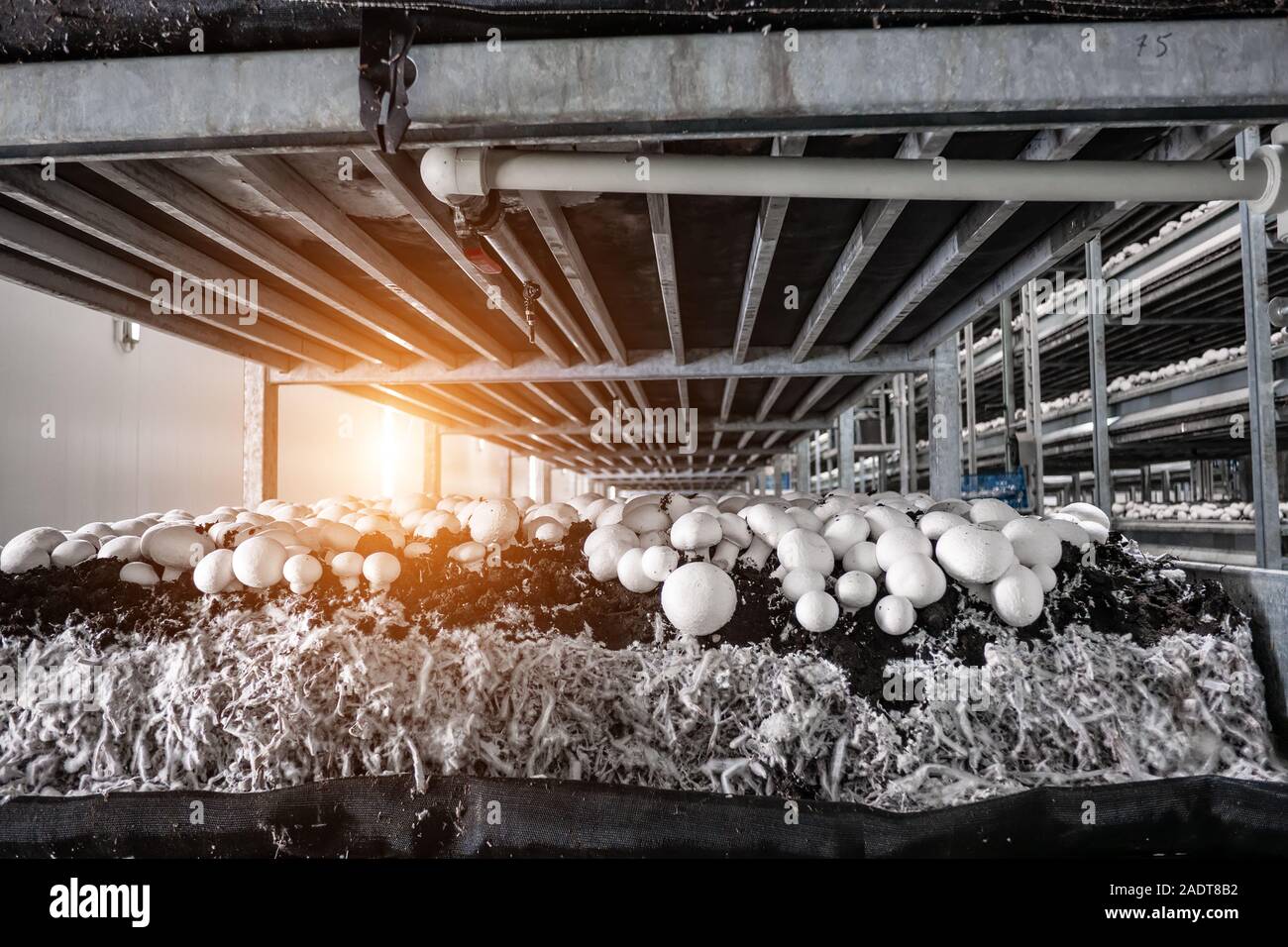 Moderne coltivazioni industriali di bianco di funghi in grandi volumi Foto Stock