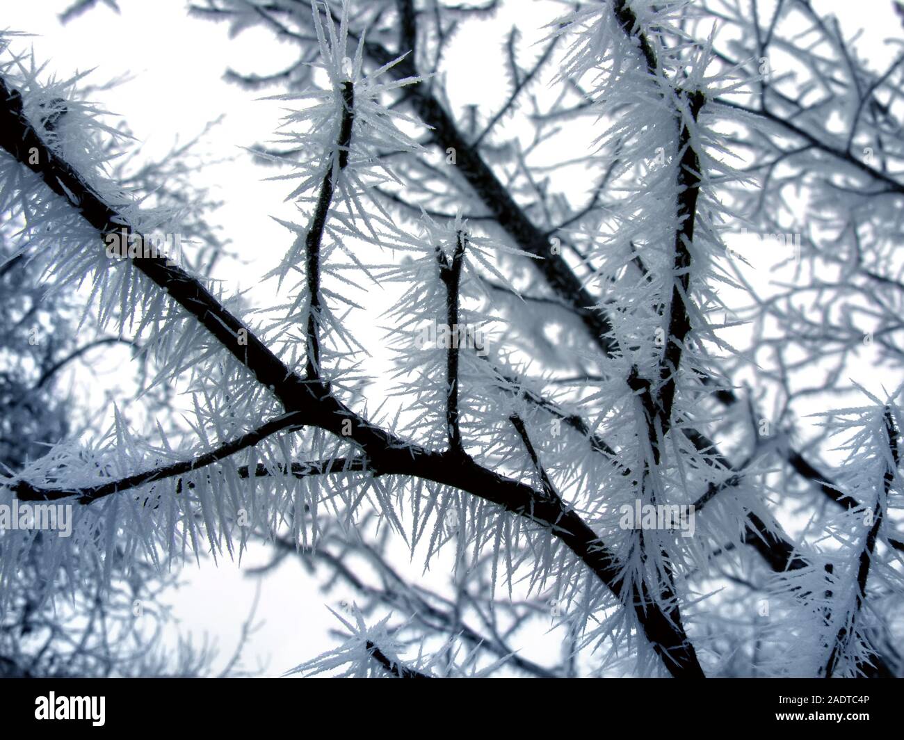 Ramo di congelati nella natura invernale, cristalli di congelamento sul ramo Foto Stock