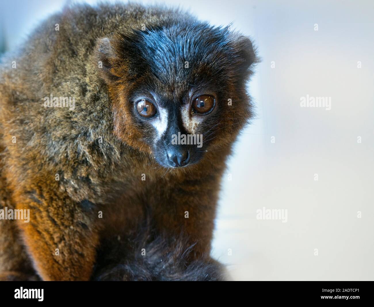 Rosso-lemure panciuto il Eulemur rubriventer captive fotografia Foto Stock