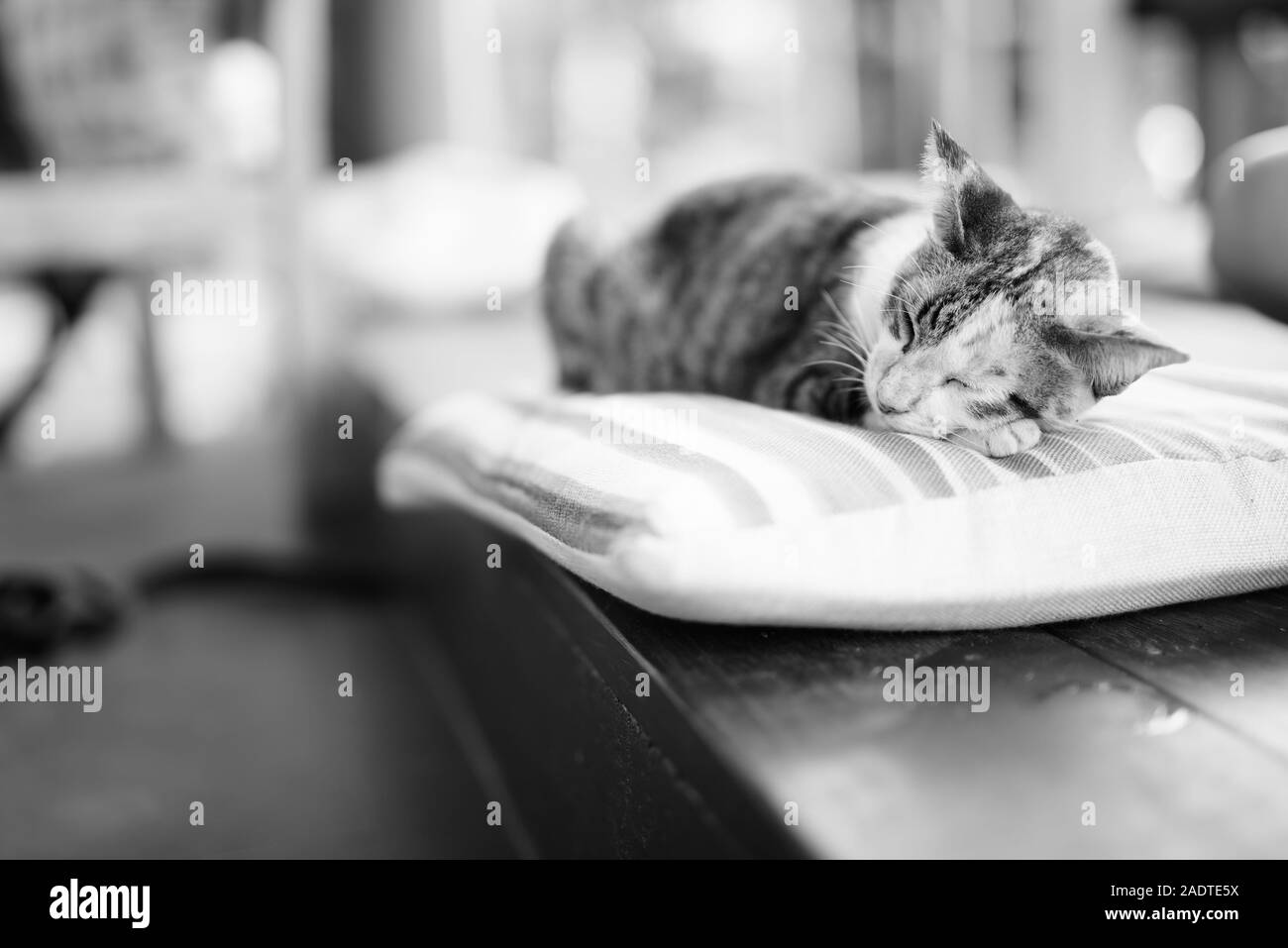 Carino Gatti calico dormire sul cuscino Foto Stock