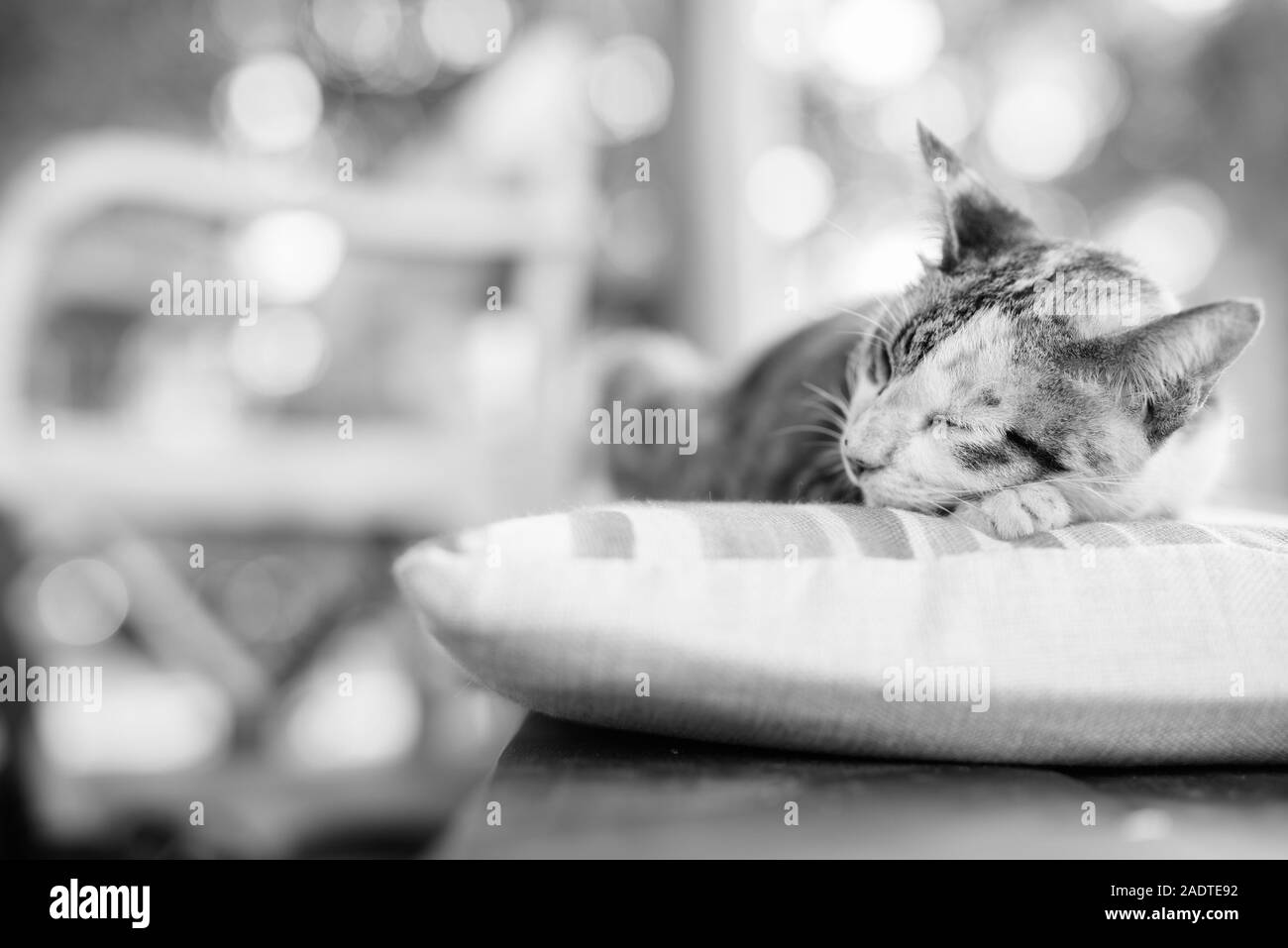 Carino Gatti calico dormire sul cuscino Foto Stock