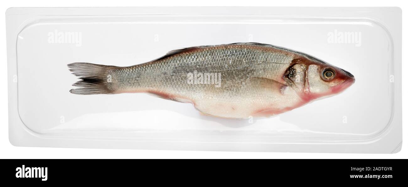 Fresco confezionato sotto vuoto per la memorizzazione a lungo termine. Spigola intera pesce isolato su bianco lateralmente uno dalla testa Foto Stock