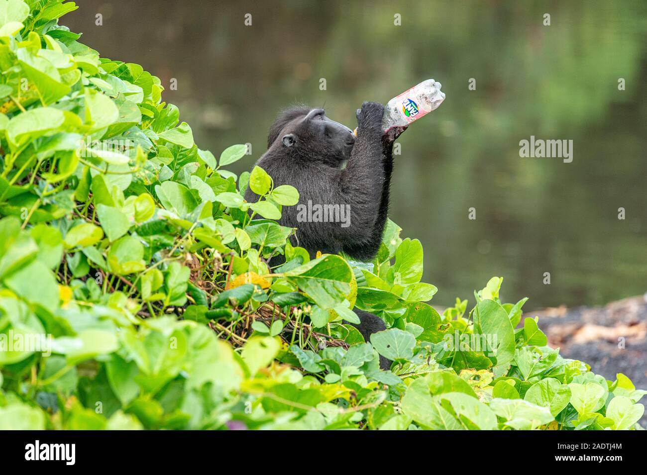 Inquinamento di plastica Foto Stock