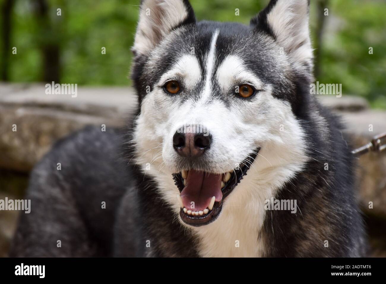 Primo piano di un colore marrone-eyed husky cane al guinzaglio su un vicolo della foresta Foto Stock