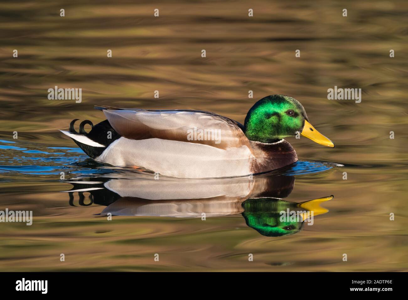 Vista laterale di un Drake Mallard duck (Anas platyrhynchos) su un lago con la riflessione in inverno nel Regno Unito. Foto Stock