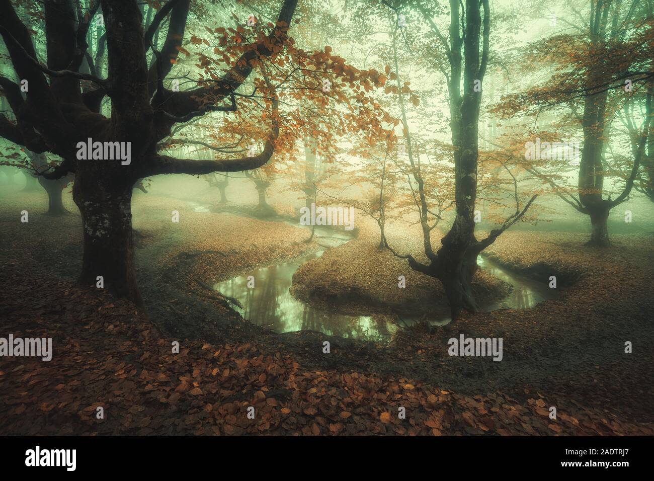 Fiaba foresta con nebbia e un fiume Foto Stock