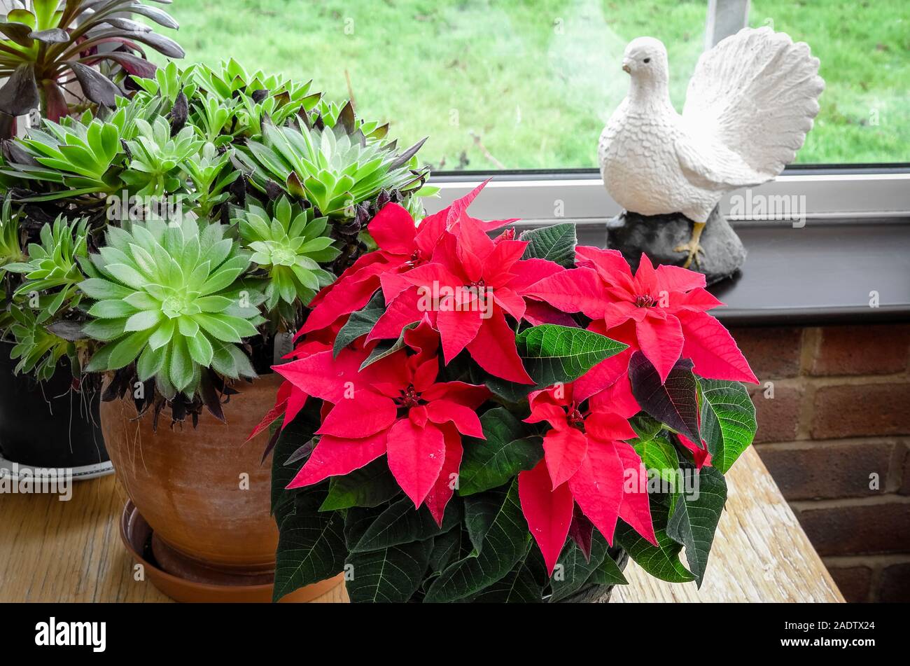 Piscina casa-piante in un conservatorio in inglese tra cui Euphorbia pulcherrima che mostra la sua rosa luminoso brattee facendo una bella aggiunta alla casa. Foto Stock