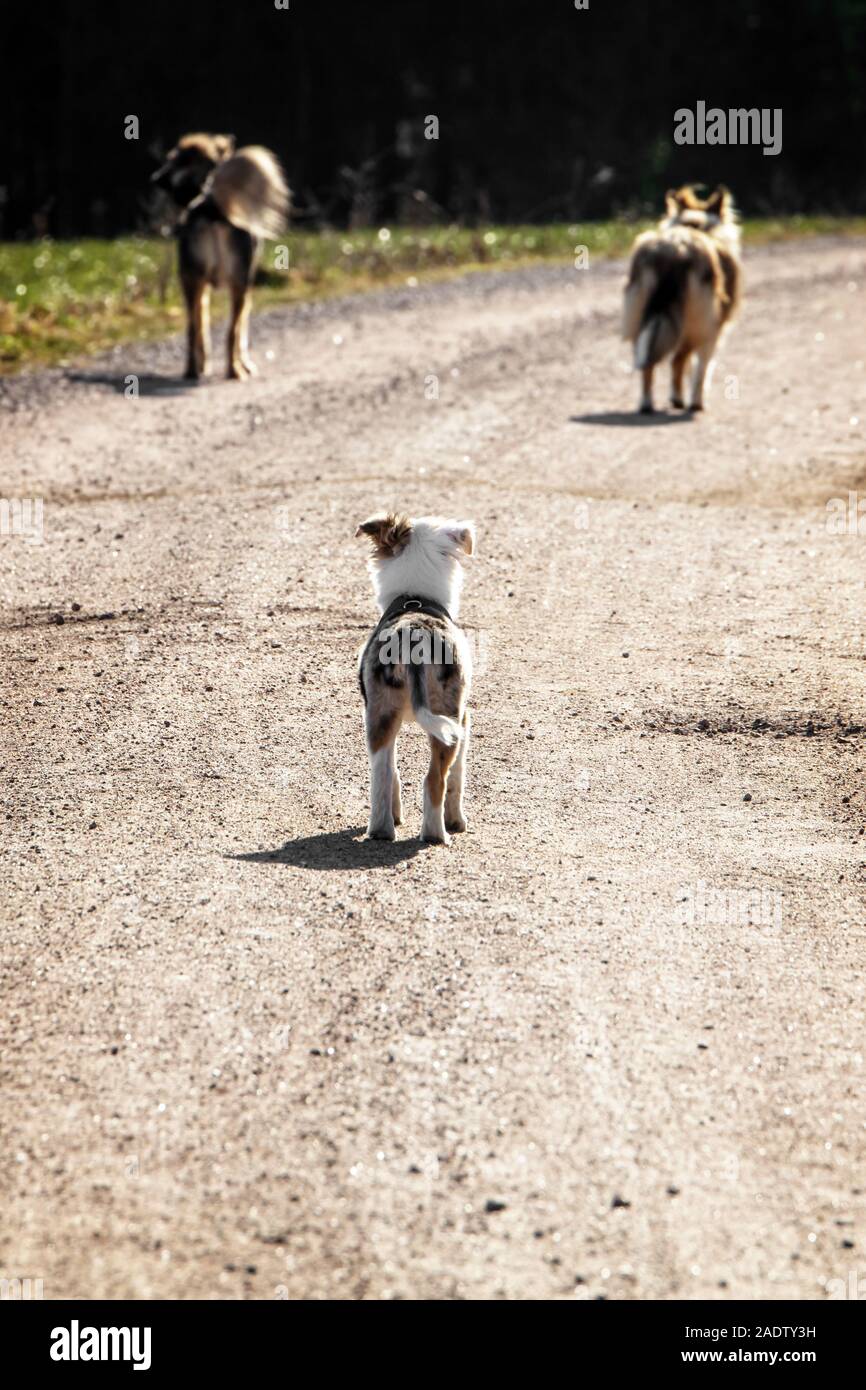 Cucciolo di cane cerca dopo cani adulti, socializzazione e cane obbedienza durante una passeggiata Foto Stock