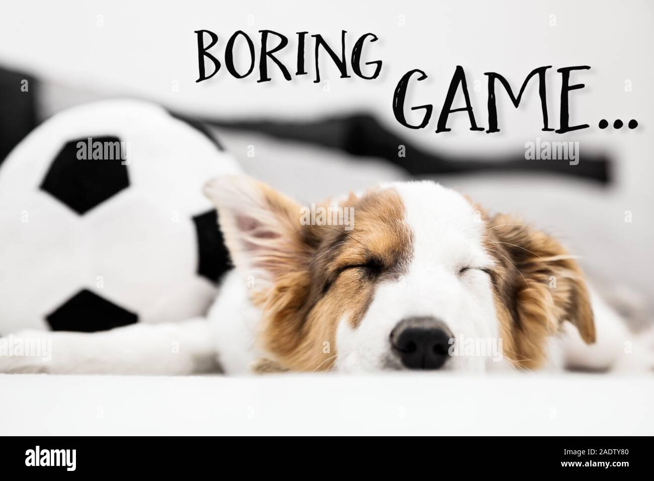 Cucciolo di cane dorme sul divano, calcio in background, testo inglese  gioco di trivellazione Foto stock - Alamy