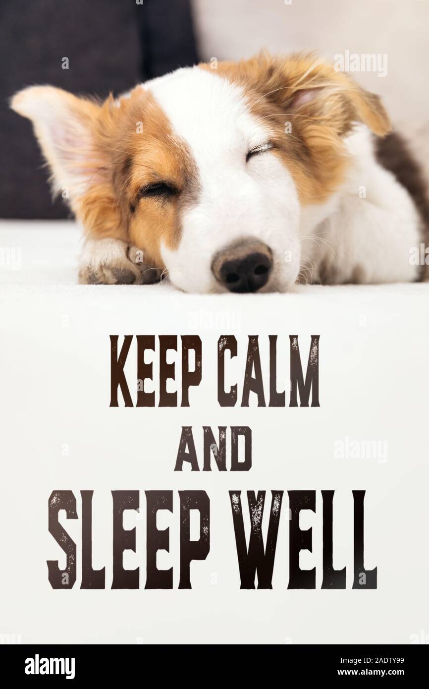 Carino mixed-breed cucciolo di cane dormire sul lettino, il testo inglese di mantenere la calma e a dormire bene Foto Stock