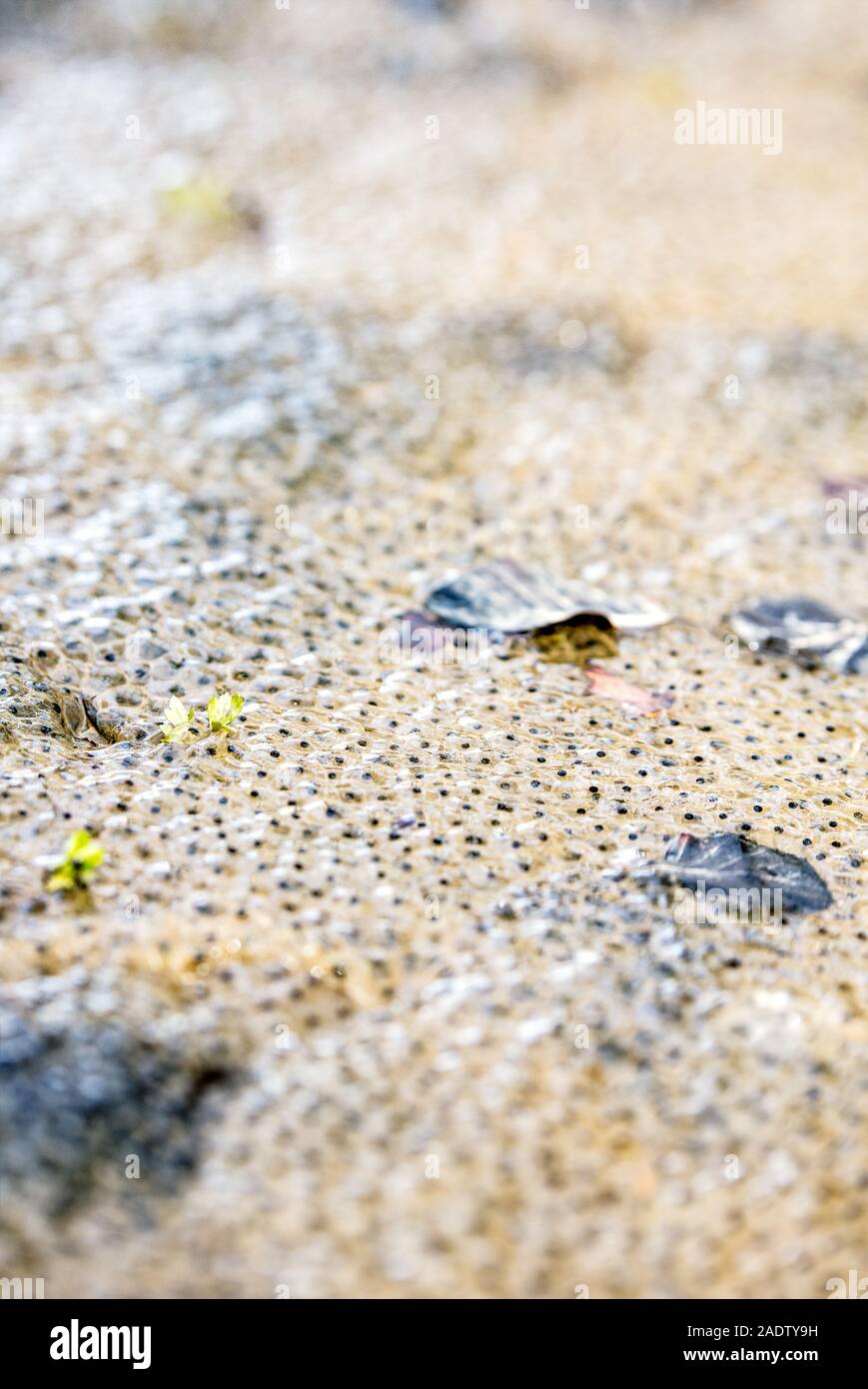 Frog spawn di una rana macrocnemis in acqua fangosa, girino e uova Foto Stock