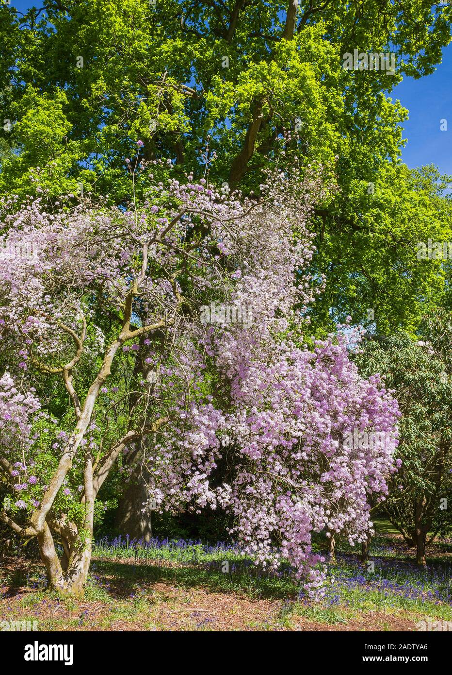 Rhododendron yunnanense fioritura in maggio in inglese Woodland Garden Foto Stock