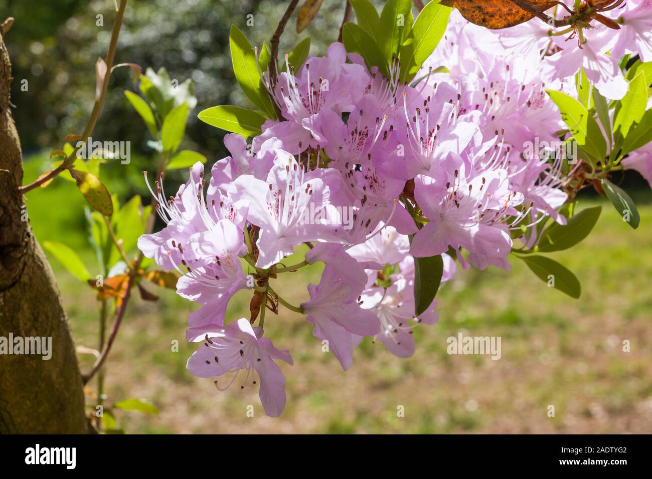 Rhododendron yunnanense fioritura in maggio in inglese Woodland Garden Foto Stock