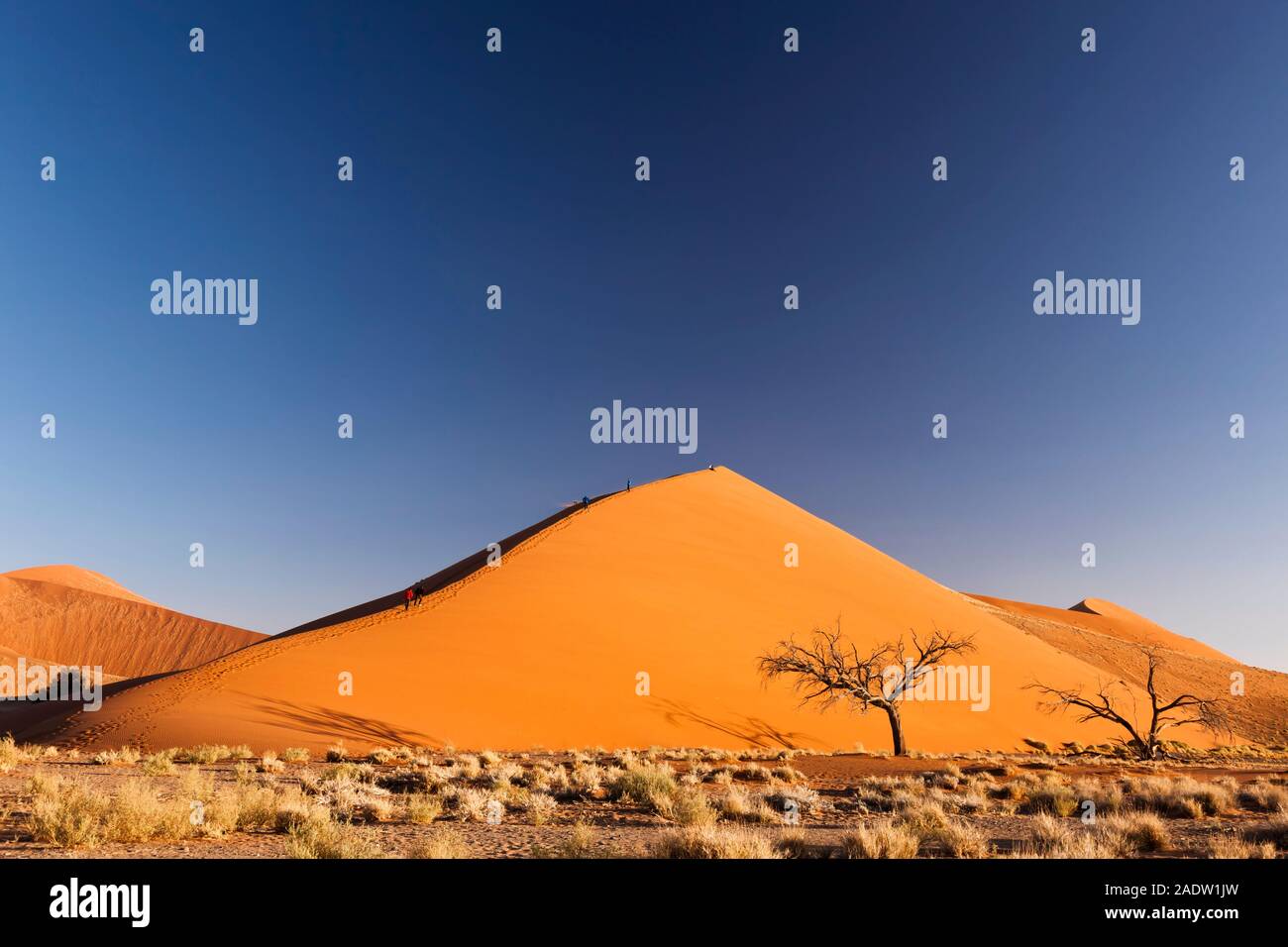 Dune 45, vicino a Sesriem, deserto del Namib, Parco Nazionale Namib-Naukluft, Namibia, Africa del Sud, Africa Foto Stock