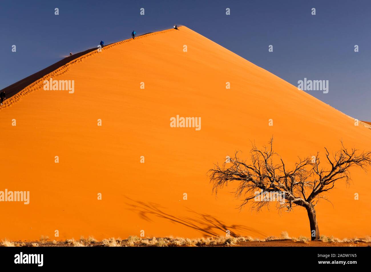 Dune 45, vicino a Sesriem, deserto del Namib, Parco Nazionale Namib-Naukluft, Namibia, Africa del Sud, Africa Foto Stock