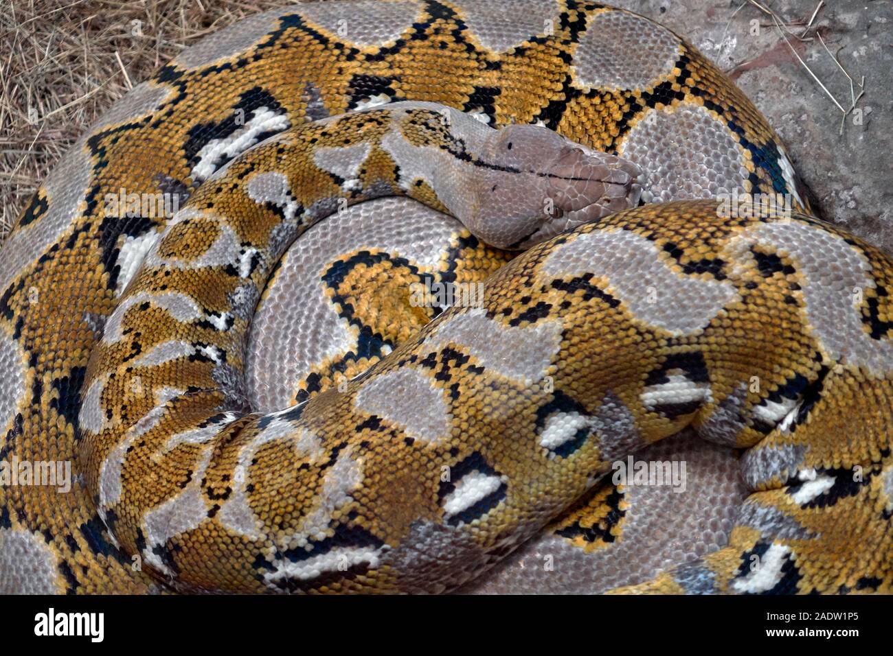 Python birmano, Snake, spiralato Python, Foto Stock