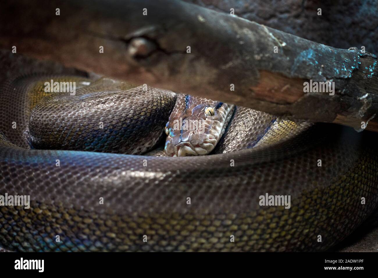Python birmano, Snake, dormire, close up Foto Stock