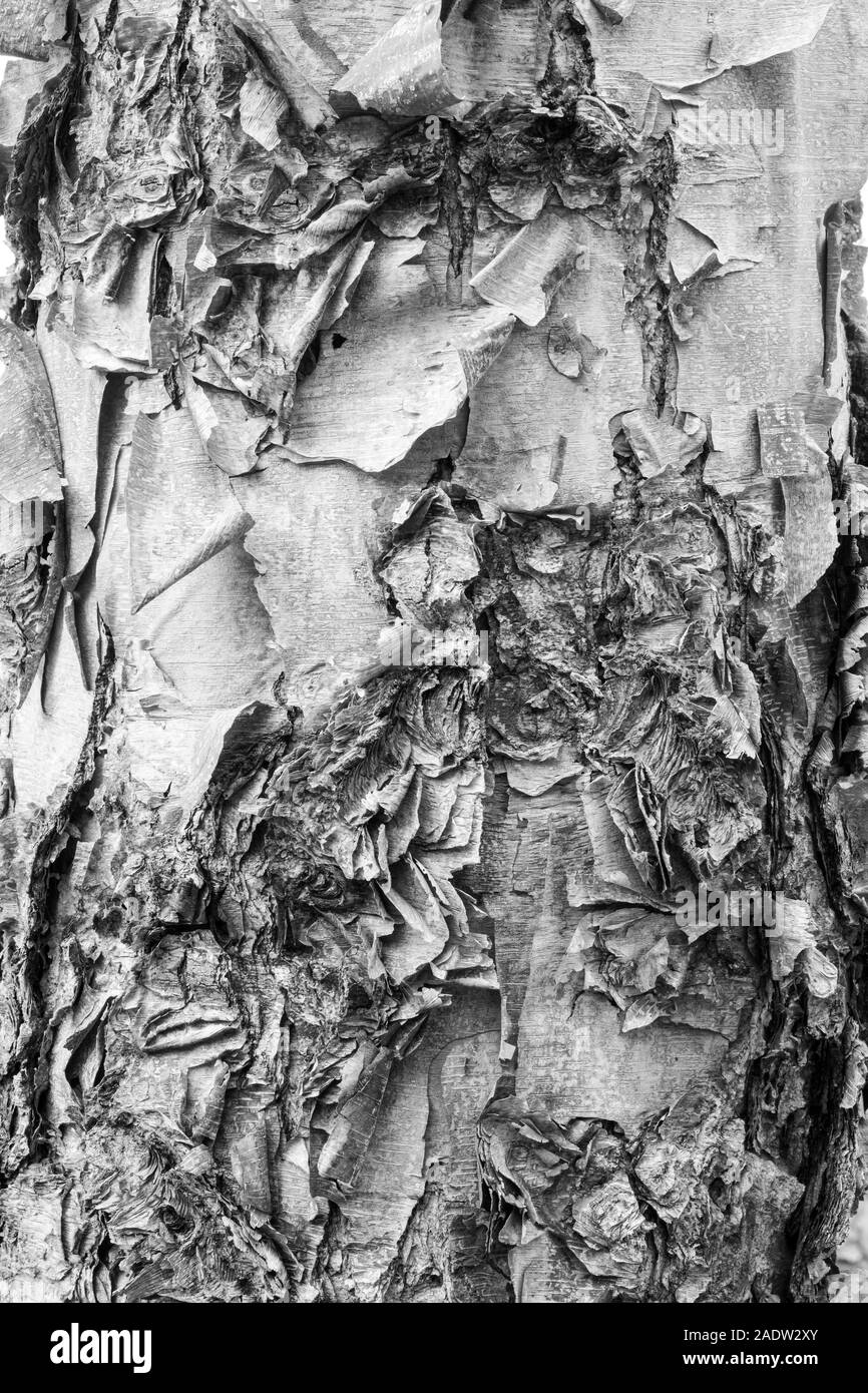Fiume Betulla (Betula nigra), corteccia dettaglio, Autunno, Minnesota, USA, da Dominique Braud/Dembinsky Assocby Foto Dominique Braud/Dembinsky Foto Assoc Foto Stock