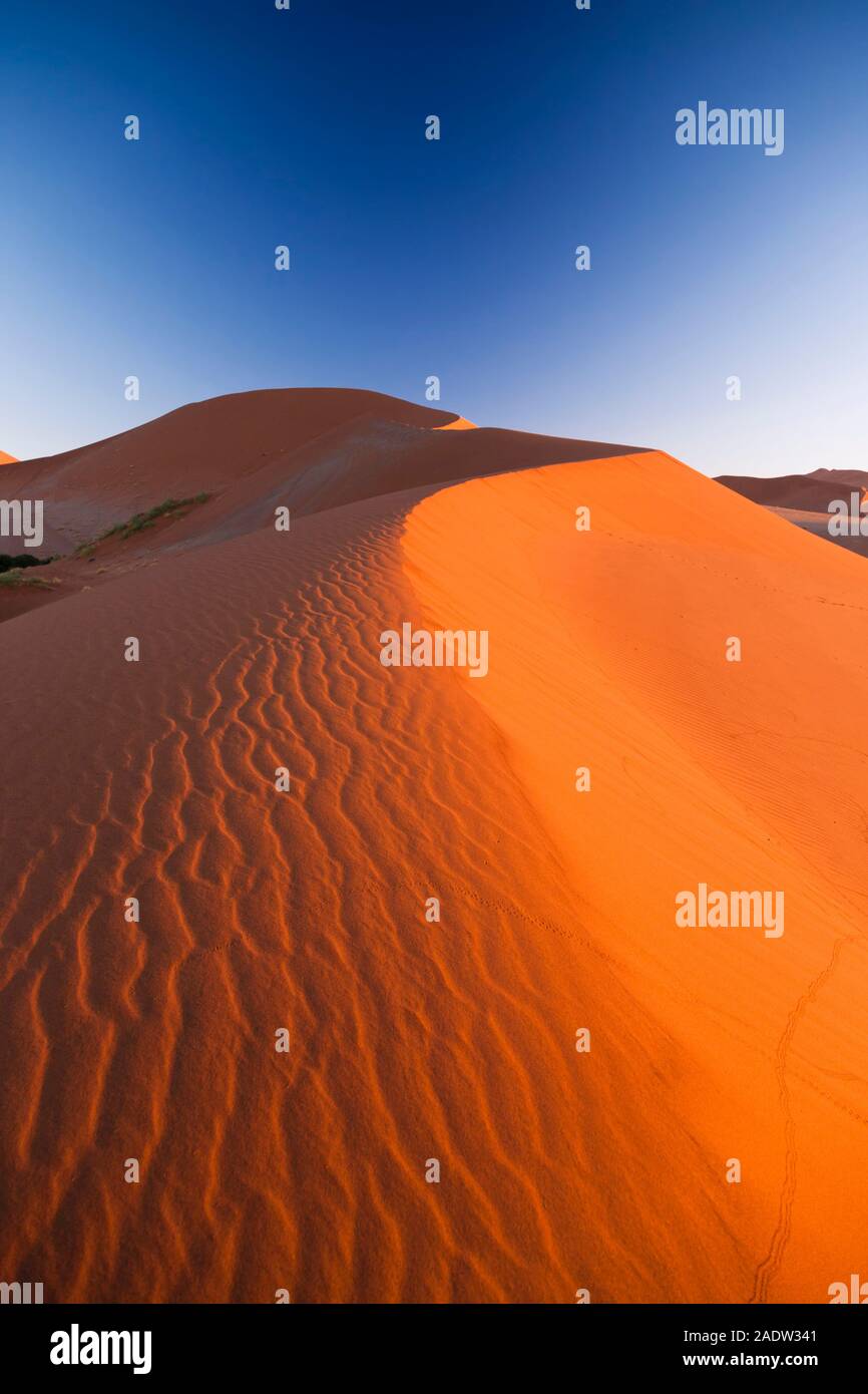 Dune di sabbia con ondate di vento, bagliore mattutino, Sossusvlei, Namib Desert, Namib-Naukluft National Park, Namibia, Africa meridionale, Africa Foto Stock