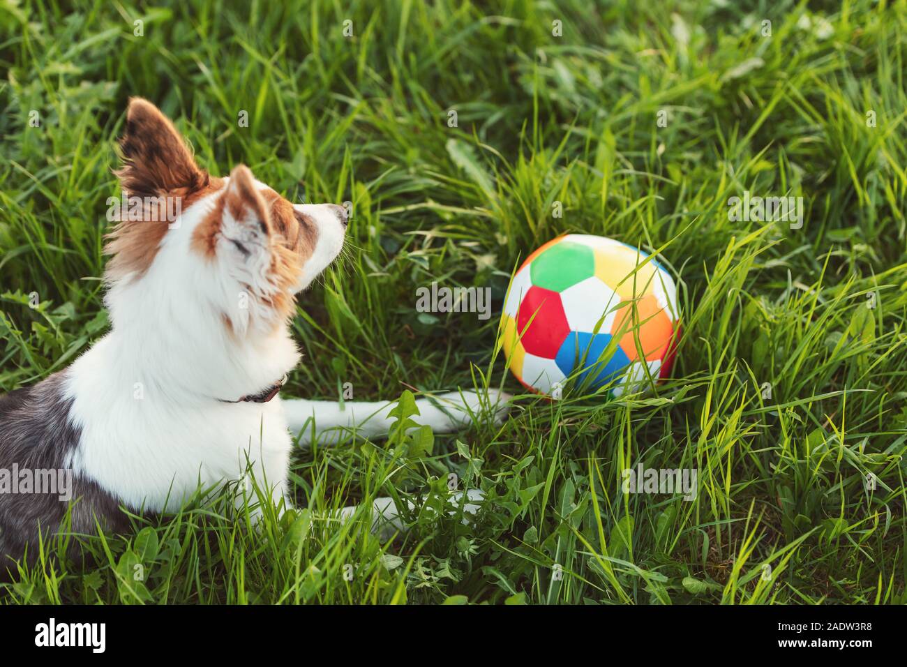 Cute cane sdraiato sul prato verde, calcio o i giocattoli per animali da compagnia a sfera che si trova accanto all'aperto, giocando Foto Stock