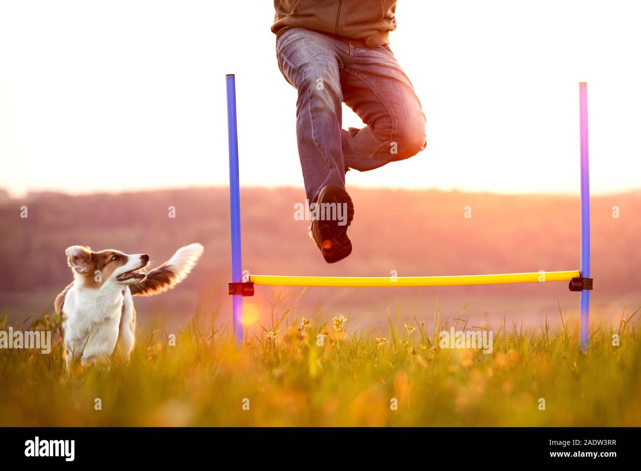 L'uomo saltando ostacoli, giovane cane in esecuzione oltre, agilità e lo sport con il pet Foto Stock