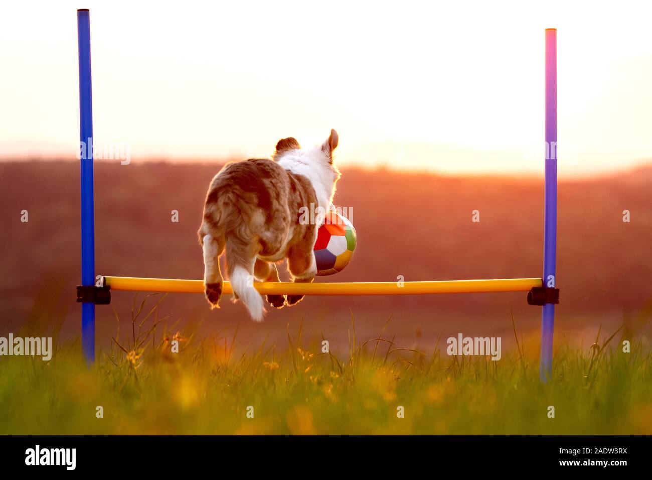 Cane dolce con una palla saltando su una ostacoli, agilty e formazione all'alba, copyspace Foto Stock