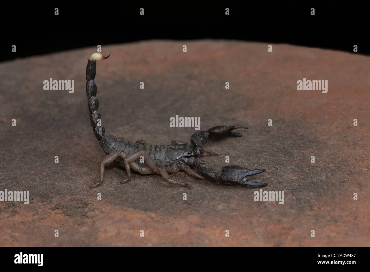 Gli scorpioni, Heterometrus, Heterometrus xanthopus, Bapdev Ghat, Saswad, Maharashtra Foto Stock