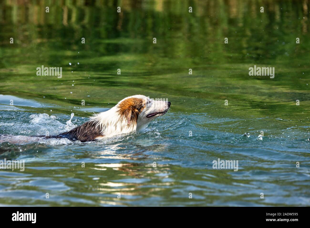 Giovane cane nuotare in un fiume o in un lago, partecipante e obbedienza in acqua Foto Stock