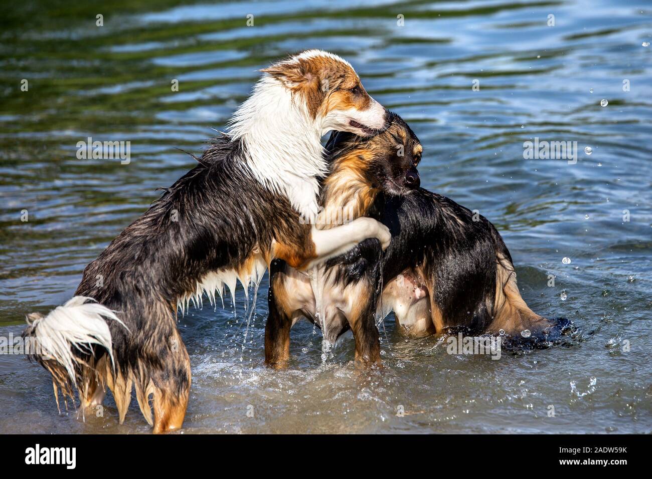 Due simpatici Cani giocando in acqua, la gerarchia e il comportamento pack Foto Stock