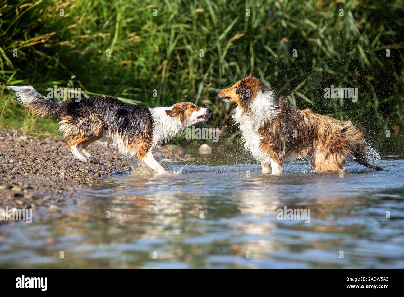 Due cani chiazzato in piedi sulla riva di un lago, pack comportamento, ordine e socializzazione Foto Stock