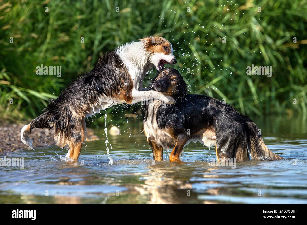 Due cani giocando e combattendo in acqua di un lago, pack il comportamento e l'ordine di rango gerarchia Foto Stock