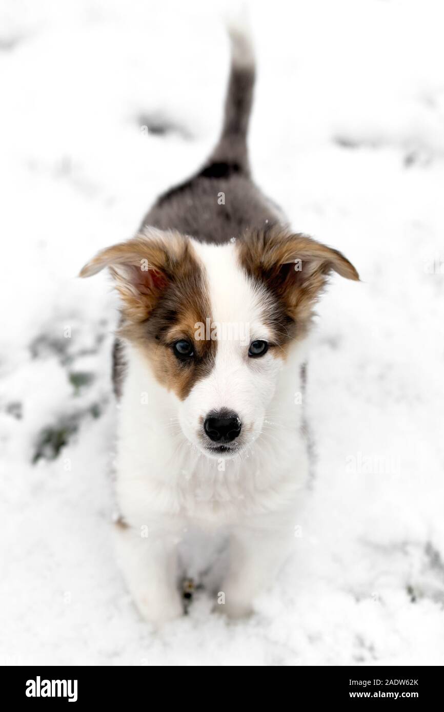 Carino pastore australiano mixed-breed puppy nella neve, guardando al visualizzatore Foto Stock