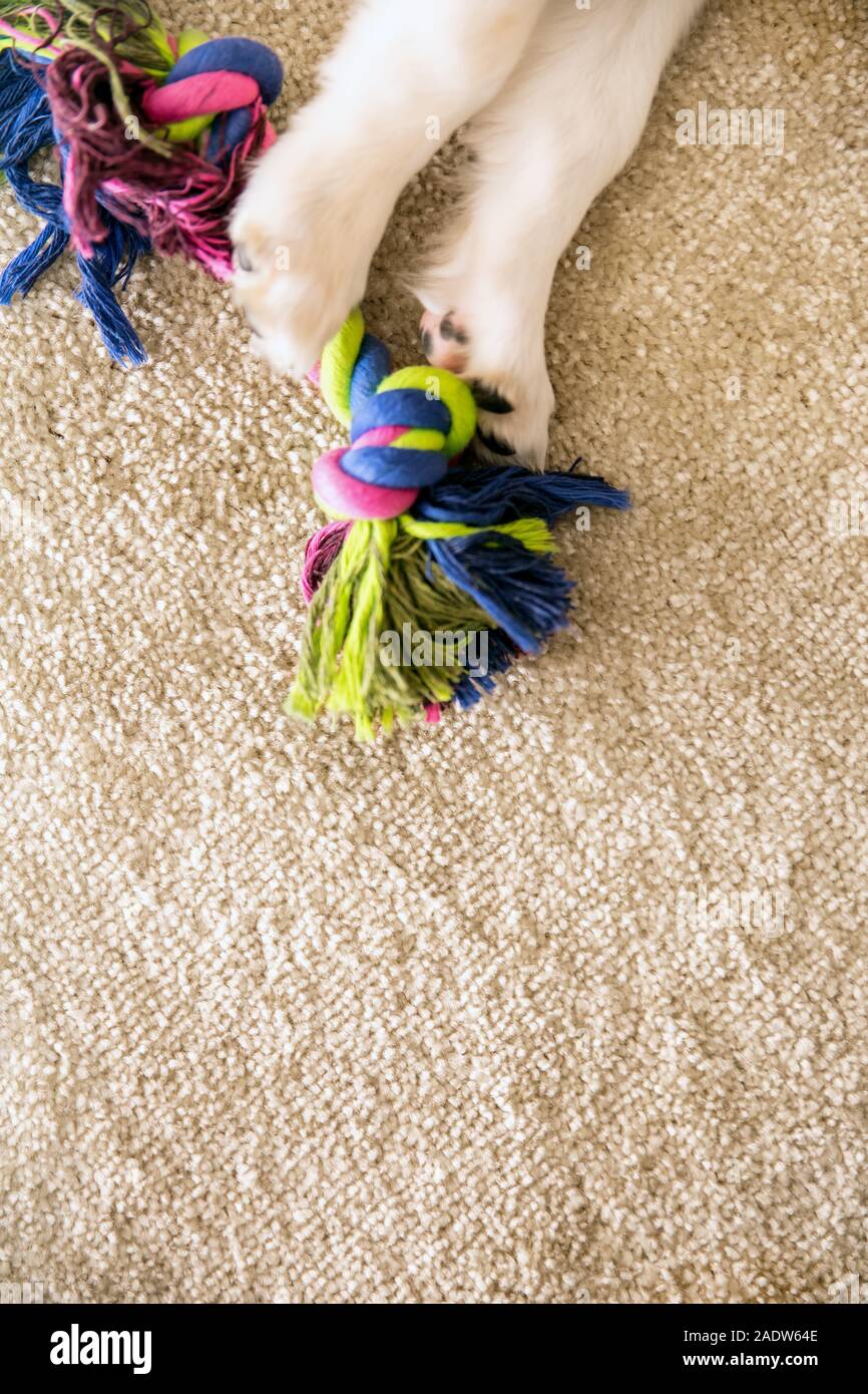 Topview, cane zampe e un giocattolo fune sul pavimento marrone con copyspace, il concetto di attività, giocando e animali domestici Foto Stock