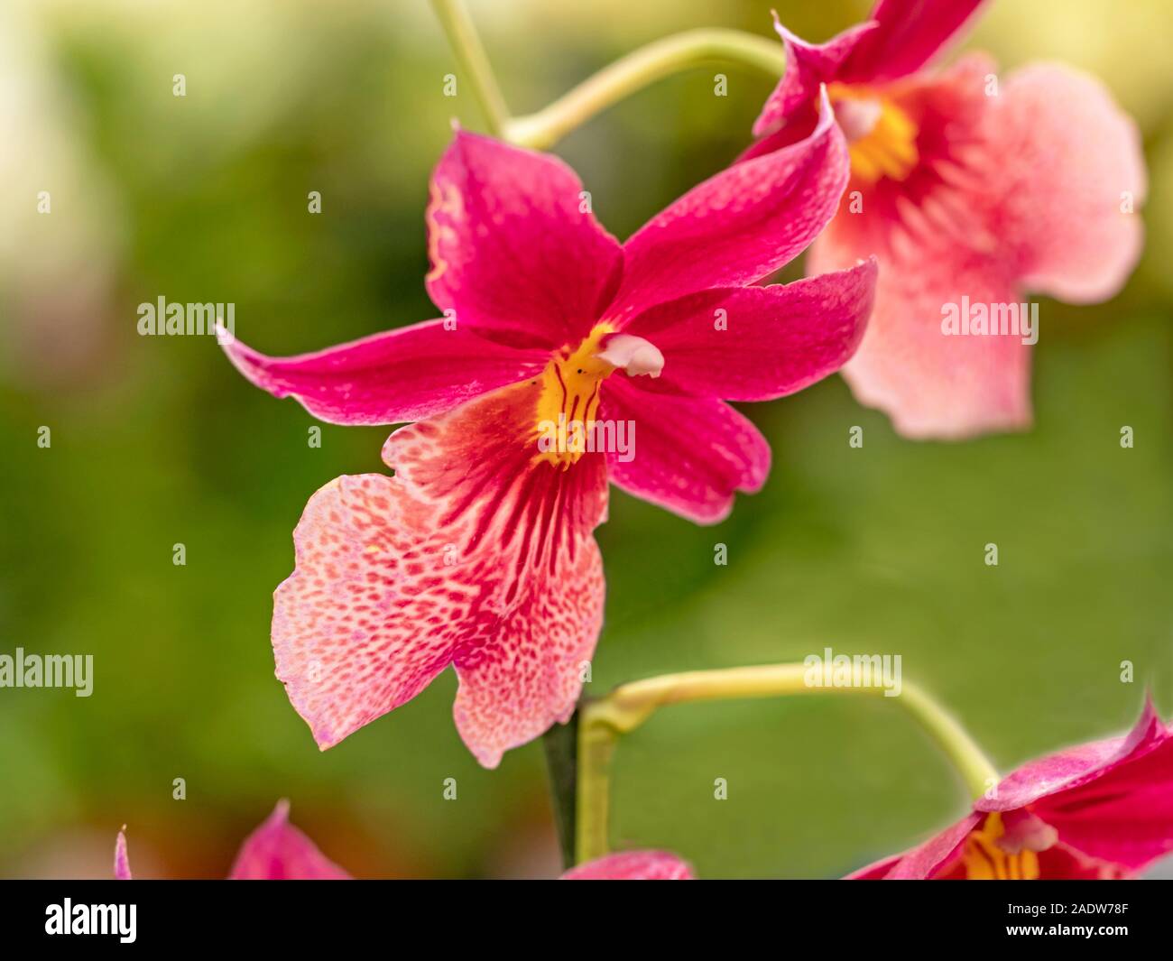 Primo piano di una bella orchidea rosa con dei fiori a sfocare lo sfondo di colore verde Foto Stock